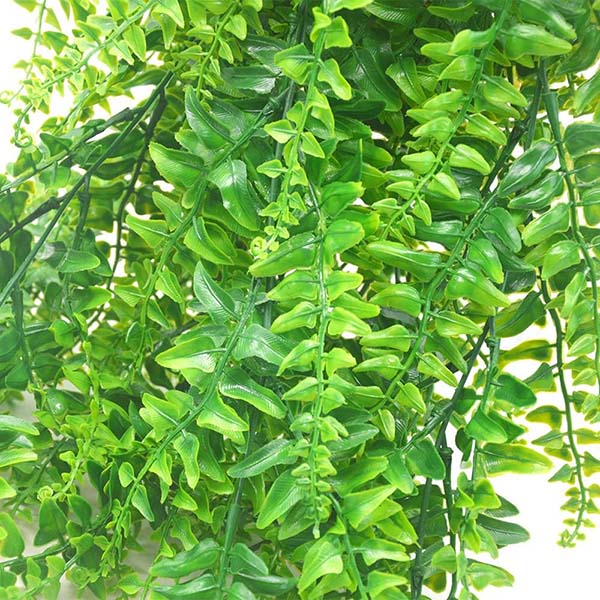 FERNY