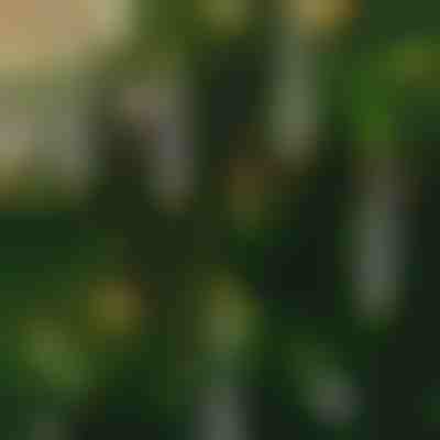 Lumânări fără flacără cu efect de pâlpâire (6 buc) | CANDLEA